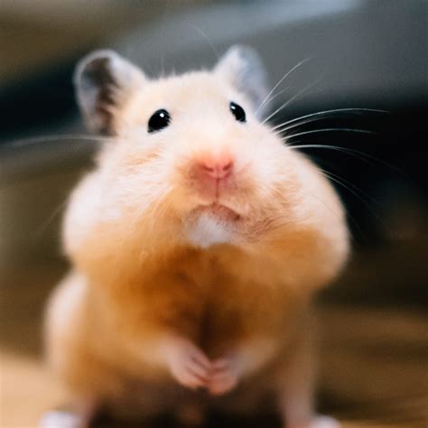 hamster cute|100,000+ Free Hamster Cute Pictures & Hamster Images .